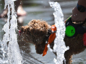 Həkim iş yerində istiliklə necə mübarizə aparacağını izah edir