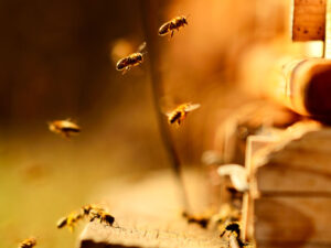 Alimlər hansı bitkilərin arıları daha çox cəlb etdiyini aşkar ediblər