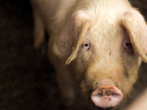 Braziliyada bir uşaq hər gün məktəbə donuzla gedir