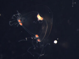 Alimlər 28 gözlü meduza ilə görmə təkamülünün sirrini açıblar