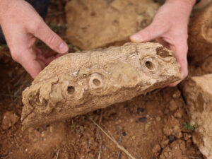 Alimlər Trias peyinində kəpənəklərin ən qədim əcdadlarını tapıblar