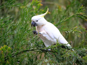 Avstraliyada kakadular içmək üçün küçə fəvvarələrini açmağı öyrəniblər