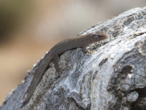 Elm adamları dinozavrları öldürən meteorit tərəfindən birbaşa vurulan heyvanları tapdılar