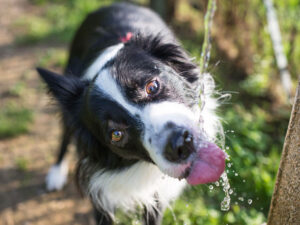 Alimlər məməlilərin beyinlərində “susuzluq sensoru” tapıblar