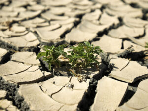 Qlobal istiləşmənin əsas amili kimi insanlar tanınıb