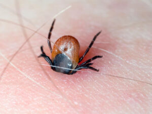 Türkiyə kurortunda ilk dəfə gənə ilə qarşılaşılıb