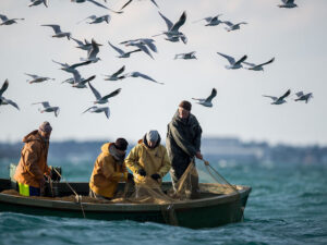 Koreyalı balıqçılar 1,9 milyon dollar dəyərində Tuna balığı tutub dənizə atıblar