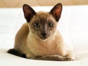 Beş ay əvvəl Kanada dağlarında itən pişik ABŞ-da ailəsinə qaytarılacaq Beş ay əvvəl Kanada dağlarında itən pişik ABŞ-da ailəsinə qaytarılacaq