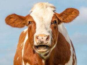 Türkiyədə dabaq xəstəliyi yayılıb