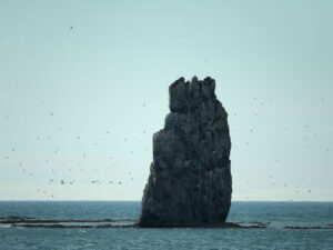 Alimlər Novaya Zemlyada radioaktivliyin artdığını qeyd ediblər