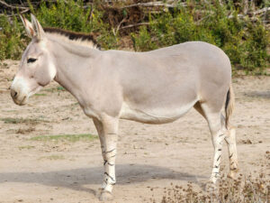 Hollandiyada naməlum şəxs zooparkda eşşəyə hücum edib