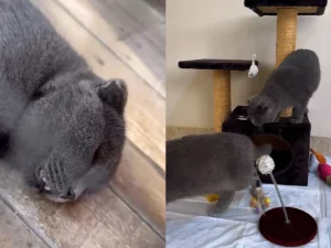 “AF Hotel”də saxlanılan heyvanlar xilas edildi