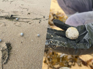 Avstraliyada çimərliklərdə tapılan sirli toplar
