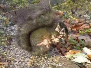 ABŞ-da insanlar bağlarında “zombi dələlərindən” şikayətlənirlər