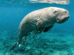 30 il əvvəl yoxa çıxan dəniz inəyi Cənubi Çin dənizinin sularına qayıdıb