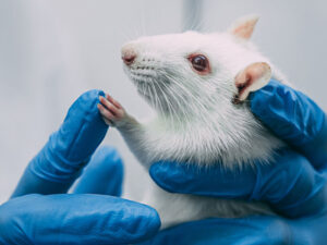 Alim siçan və milçəklərlə birlikdə Rusiya peykinin buraxılmasından danışıb