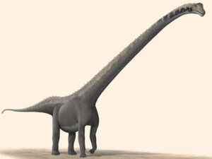 Çində ot yeyən dinozavrların yeni növləri tapılıb