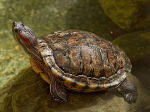 Uşaq ev heyvanı tısbağası səbəbindən xəstəxanaya yerləşdirilib