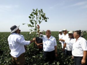 Prime Cotton pambıqçılar üçün ənənəvi “Açıq Tarla Günü”nü keçirdi