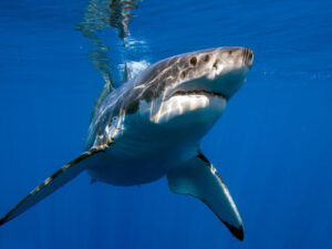 ABŞ-da köpək balığı uşağa hücum edib