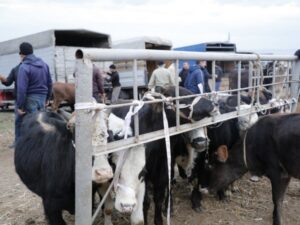 Heyvan bazarları nə vaxt bərpa olunacaq? – RƏSMİ AÇIQLAMA