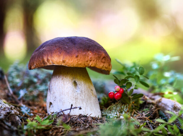 Ən sağlam göbələklərin adı açıqlanıb Ən sağlam göbələklərin adı açıqlanıb