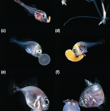 Gənc balıqlar qorunmaq üçün ağızlarında mərcan sürfələri gəzdirərkən tutuldular Gənc balıqlar qorunmaq üçün ağızlarında mərcan sürfələri gəzdirərkən tutuldular