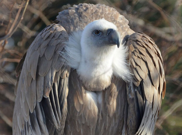 Dağıstanda ələ keçirilən nadir quşlar zooparka köçürülüb Dağıstanda ələ keçirilən nadir quşlar zooparka köçürülüb