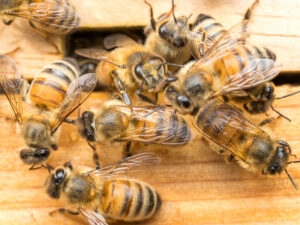 Alimlər arı “saray çevrilişlərinin” sirrini açıblar Alimlər arı “saray çevrilişlərinin” sirrini açıblar
