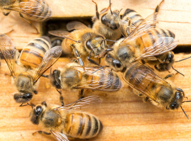 Alimlər arı “saray çevrilişlərinin” sirrini açıblar Alimlər arı “saray çevrilişlərinin” sirrini açıblar