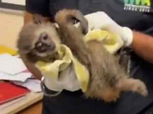 Hindistanda baqajında gümüşü rəngli gibbonlar olan bir kişi həbs edilib