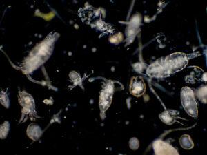 Alimlər Kamçatka sularında yüksək plankton tərkibinin arxasındakı sirri aşkar ediblər