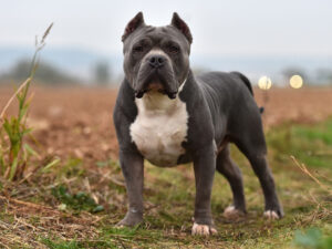 Britaniyada amerikalı zorakı körpəni yıxaraq öldürdü Britaniyada amerikalı zorakı körpəni yıxaraq öldürdü