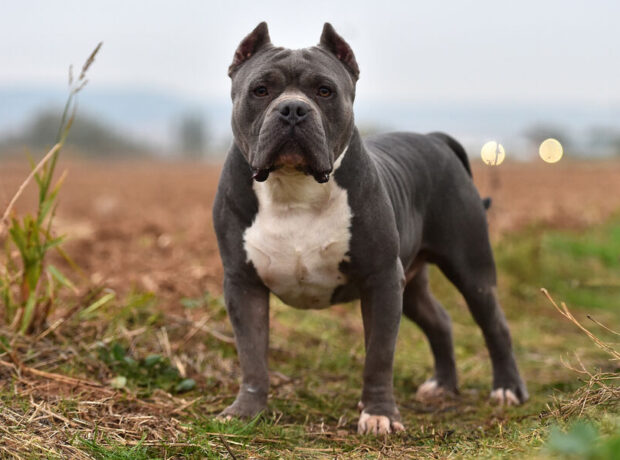 Britaniyada amerikalı zorakı körpəni yıxaraq öldürdü Britaniyada amerikalı zorakı körpəni yıxaraq öldürdü