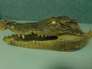 Vyetnamdan timsah başı gətirən şəxs Rusiya gömrükçüləri tərəfindən tutulub