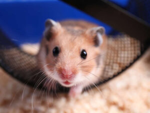 Alimlər hansı ev heyvanlarının uşaqlarda stressi azalda biləcəyini aşkar ediblər Alimlər hansı ev heyvanlarının uşaqlarda stressi azalda biləcəyini aşkar ediblər