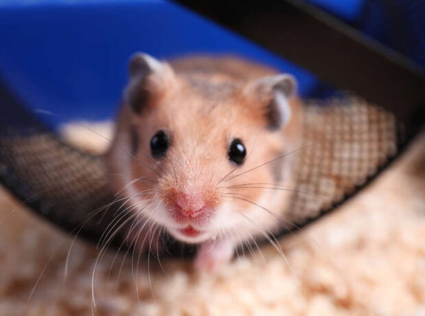 Alimlər hansı ev heyvanlarının uşaqlarda stressi azalda biləcəyini aşkar ediblər Alimlər hansı ev heyvanlarının uşaqlarda stressi azalda biləcəyini aşkar ediblər