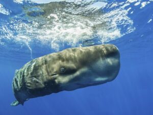 Taylandlı balıqçı təsadüfən milyonlarla dollar dəyərində olan balinanın qusmasını tutdu Taylandlı balıqçı təsadüfən milyonlarla dollar dəyərində olan balinanın qusmasını tutdu