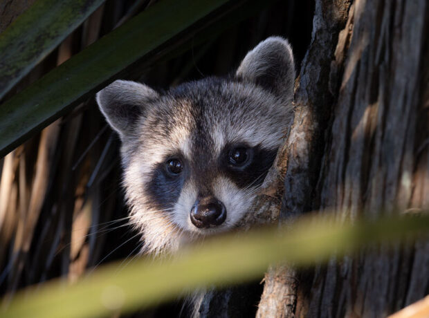 Alimlər yenotların özlərini əhliləşdirməyə başladığını aşkar ediblər Alimlər yenotların özlərini əhliləşdirməyə başladığını aşkar ediblər