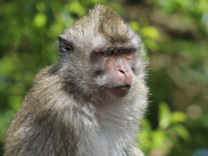 ABŞ-da qaçan təhlükəli laboratoriya meymunlarından biri güllələnib ABŞ-da qaçan təhlükəli laboratoriya meymunlarından biri güllələnib