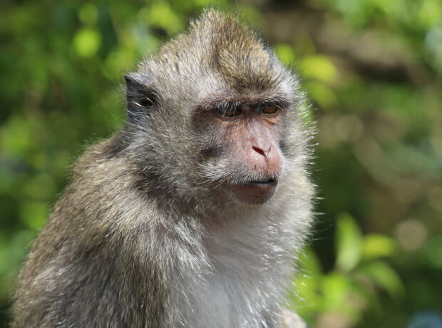 ABŞ-da qaçan təhlükəli laboratoriya meymunlarından biri güllələnib ABŞ-da qaçan təhlükəli laboratoriya meymunlarından biri güllələnib