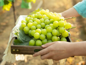 Noyabrda Çindən Rusiyaya üzüm tədarükü rekord həddə çatıb.