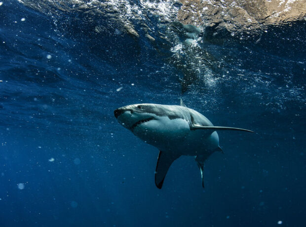ABŞ-da köpəkbalığı sörfçüyə hücum edib ABŞ-da köpəkbalığı sörfçüyə hücum edib