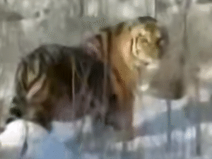 Sürücülər pələngin tarlada gəzdiyini videoya çəkiblər Sürücülər pələngin tarlada gəzdiyini videoya çəkiblər