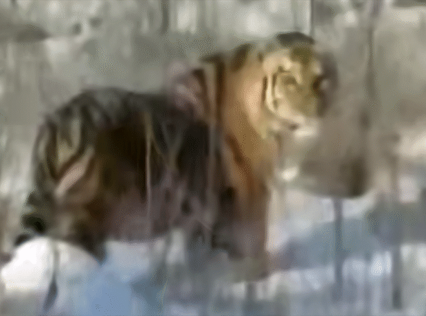 Sürücülər pələngin tarlada gəzdiyini videoya çəkiblər Sürücülər pələngin tarlada gəzdiyini videoya çəkiblər