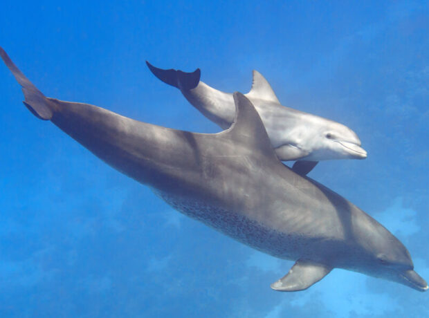Alimlər delfinlər və qatil balinalar arasında əlamətdar simbioz aşkar ediblər Alimlər delfinlər və qatil balinalar arasında əlamətdar simbioz aşkar ediblər