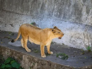 Braziliyada zooparkda dişi aslan gənc oğlanı döyərək öldürüb
