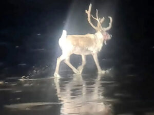 Şaxta babanın maralılarından biri İngiltərədə Milad tədbirindən qaçıb Şaxta babanın maralılarından biri İngiltərədə Milad tədbirindən qaçıb