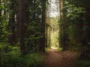 Almaniyada ananın başı meşədə, körpəsi isə monastırda tapılıb Almaniyada ananın başı meşədə, körpəsi isə monastırda tapılıb