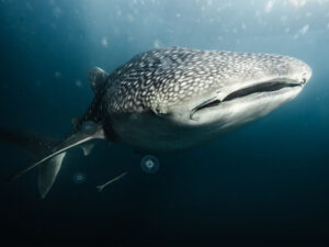 Hindistanlı balıqçılar beş tonluq köpək balığını tutublar Hindistanlı balıqçılar beş tonluq köpək balığını tutublar